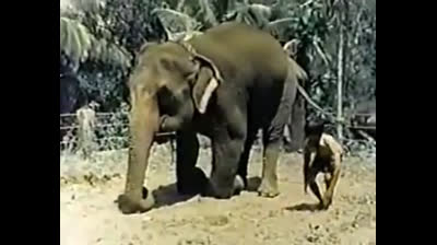 EL NIÑO Y EL ELEFANTE