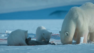 3 Comer o ser comido